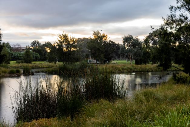 Dickson wetlands in Canberra's inner north