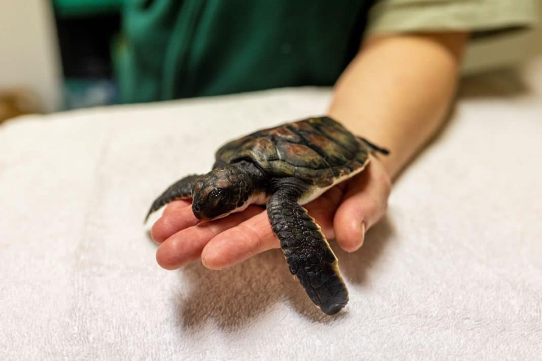 a small sea turtle hatchling placed on a human hand