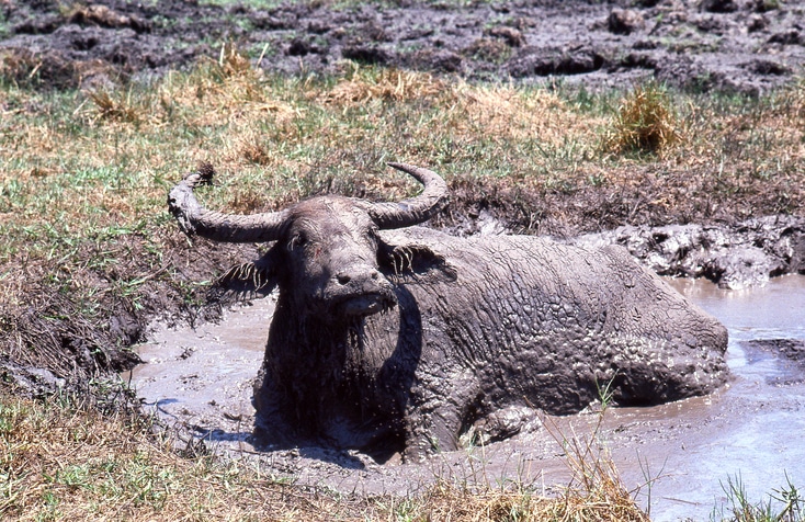 Large Water Buffalo with huge horns sitting in a mud pool cooling off in the wild in the Northern Territory, Australia