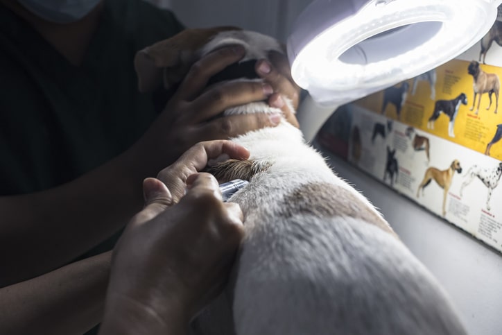 A veterinarian gives a subcutaneous injection of antibiotics or vaccines to the back of a puppy while an assistant holds his neck