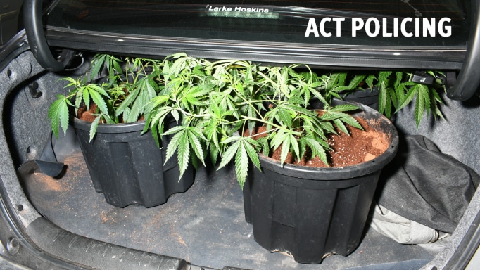 cannabis plants in pots in the boot of a car pulled over by police