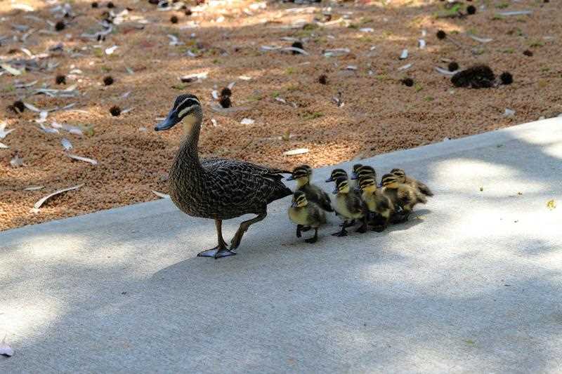 A duck and ducklings walking on a pathway