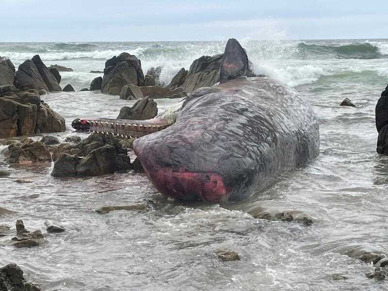 Dead sperm whales washed ashore on King Island | CW