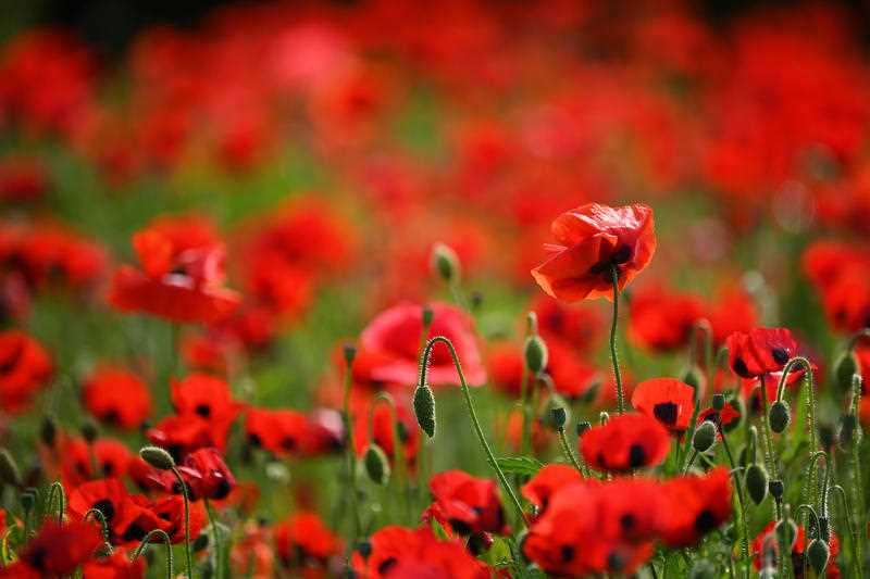 A field of red poppy flowers