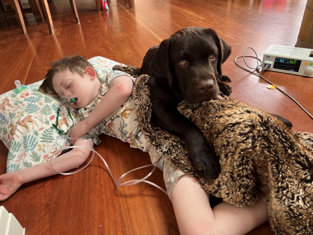 brown labrador lying beside small boy on respirator