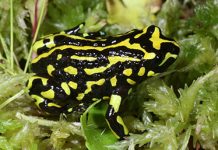 The northern corroboree frog. Photo: ACT Government